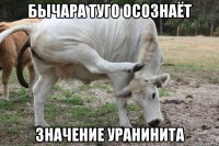 бычара туго осознаёт значение уранинита
