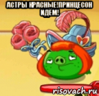 астры красные!принцесон идём! 