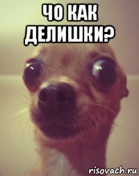 чо как делишки? 