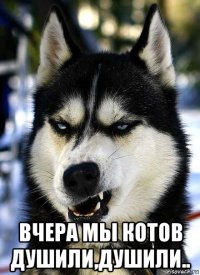  вчера мы котов душили,душили..