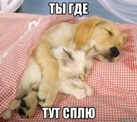 ты где тут сплю