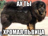 ах ты хромая львица