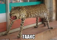  таакс