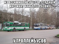 из всех живых существ, стадный инстинкт наиболее развит у троллейбусов