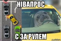 нівапрос с за рулем