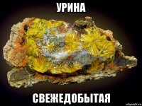 урина свежедобытая