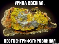 урина свежая, неотцентрифугированная