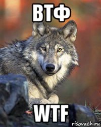 втф wtf