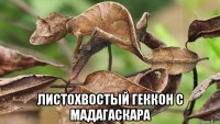  листохвостый геккон с мадагаскара