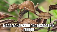  мадагаскарский листохвостый геккон