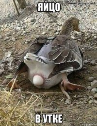 яйцо в утке