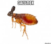 заеблох 