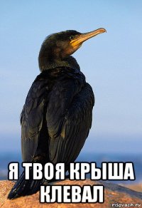  я твоя крыша клевал