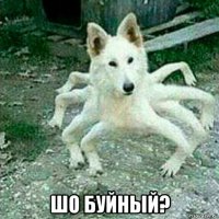  шо буйный?