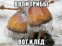 вот и грибы вот и лёд
