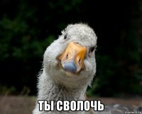  ты сволочь