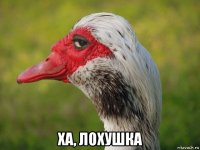  ха, лохушка