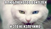 я люблю котов воителей и это не излечимо!