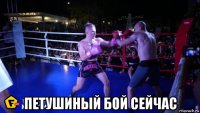  петушиный бой сейчас