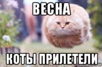 весна коты прилетели