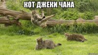 кот джеки чана 