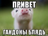 привет гандоны блядь