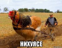  нихуясе