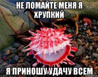 не ломайте меня я хрупкий я приношу удачу всем