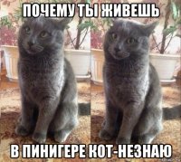 почему ты живешь в пинигере кот-незнаю