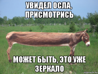 увидел осла, присмотрись может быть, это уже зеркало