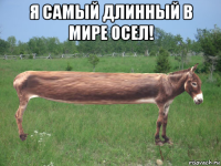 я самый длинный в мире осел! 