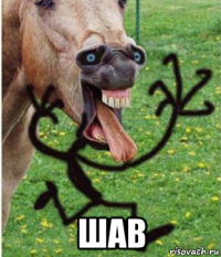  шав