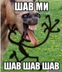 шав ми шав шав шав