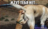 и тут тебя нет... 