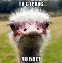 ти страус чо блет