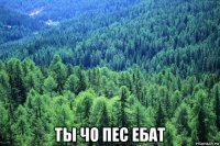  ты чо пес ебат