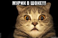 мурик в шоке!!! 