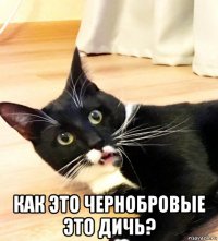  как это чернобровые это дичь?