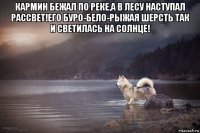 кармин бежал по реке,а в лесу наступал рассвет!его буро-бело-рыжая шерсть так и светилась на солнце! 