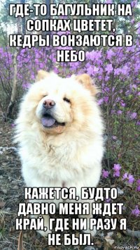 где-то багульник на сопках цветет, кедры вонзаются в небо кажется, будто давно меня ждет край, где ни разу я не был.