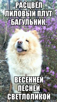 расцвёл лиловый плут багульник. весенней песней светлоликой