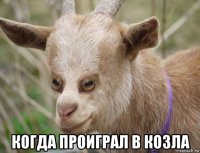 когда проиграл в козла