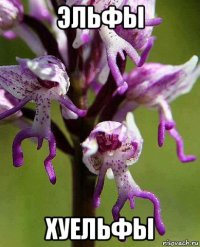 эльфы хуельфы