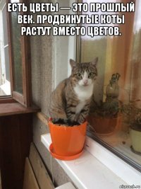 есть цветы — это прошлый век. продвинутые коты растут вместо цветов. 