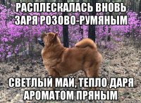 расплескалась вновь заря розово-румяным светлый май, тепло даря ароматом пряным