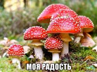  моя радость