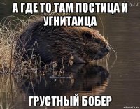 а где то там постица и угнитаица грустный бобер