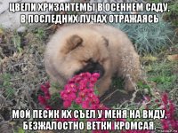 цвели хризантемы в осеннем саду, в последних лучах отражаясь мой песик их съел у меня на виду, безжалостно ветки кромсая.