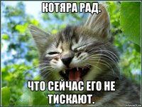 котяра рад. что сейчас его не тискают.
