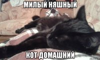 милый няшный кот домашний
